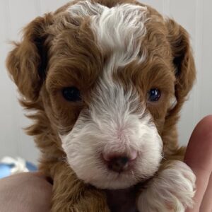 toy poodle puppies for sale