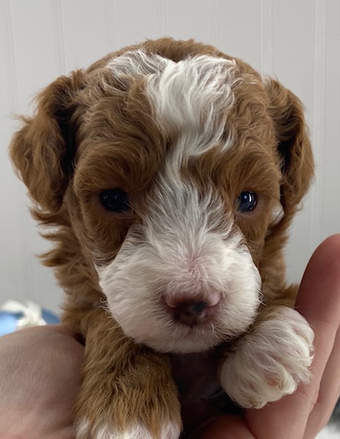 toy poodle puppies for sale