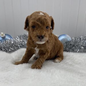 toy poodle puppies near me