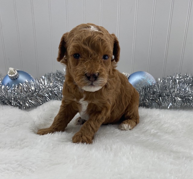 toy poodle puppies near me