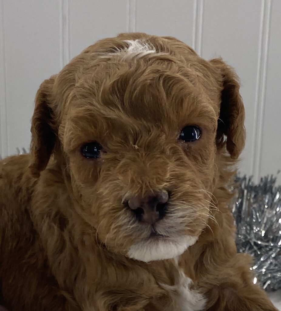 toy poodle puppy for sale