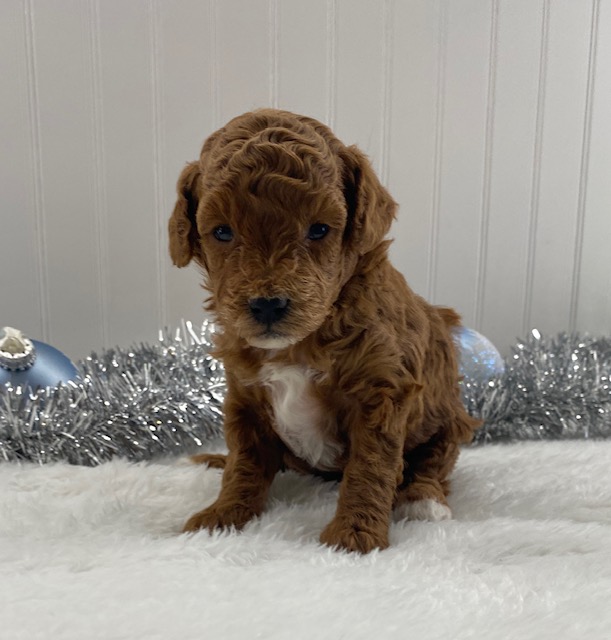 toy poodles puppies for sale near me