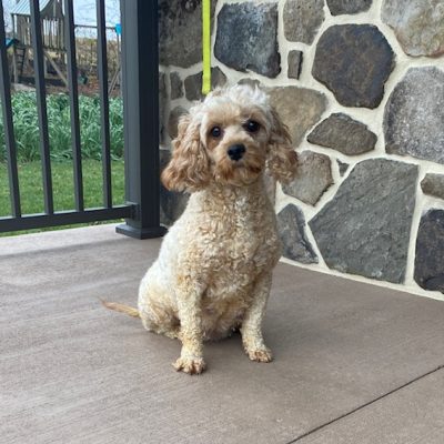 Adult Cavapoo Mom Porscha