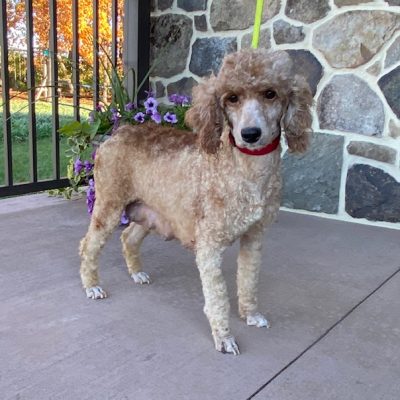 Adult Miniature Poodle Beauty