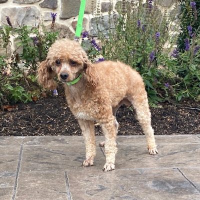 Adult Toy Poodle Dad Friskie