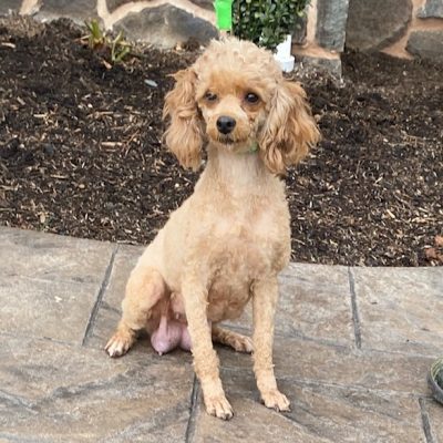 Adult Toy Poodle Ruthie