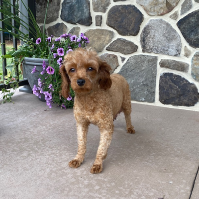 Bristol Cavapoo Adult