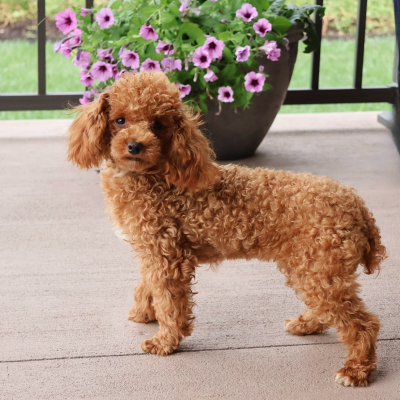 toy poodle mom candy