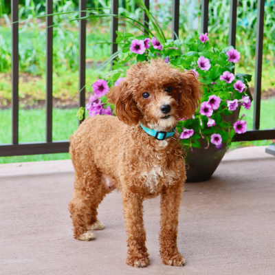 Daisy Poodle Mom