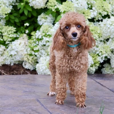 Dandy Toy Poodle Mom