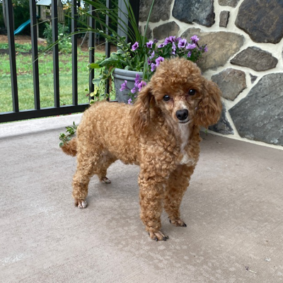 Donald Toy Poodle Adult