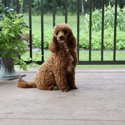 Toy Poodle Dad