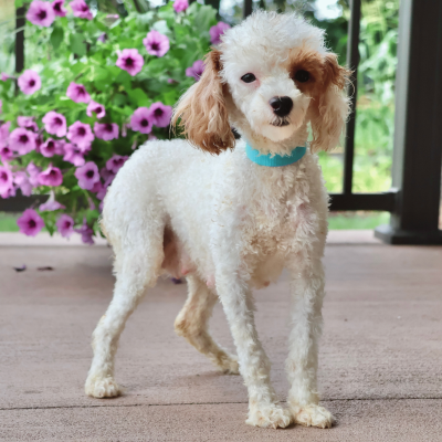 toy poodle mom