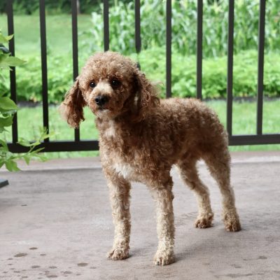 Toy Poodle Dad Friskie