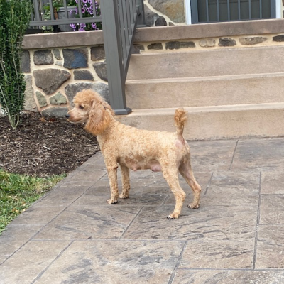 Twinkle Poodle Adult