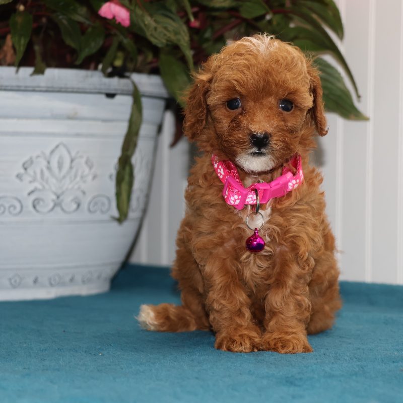 apricot toy poodle