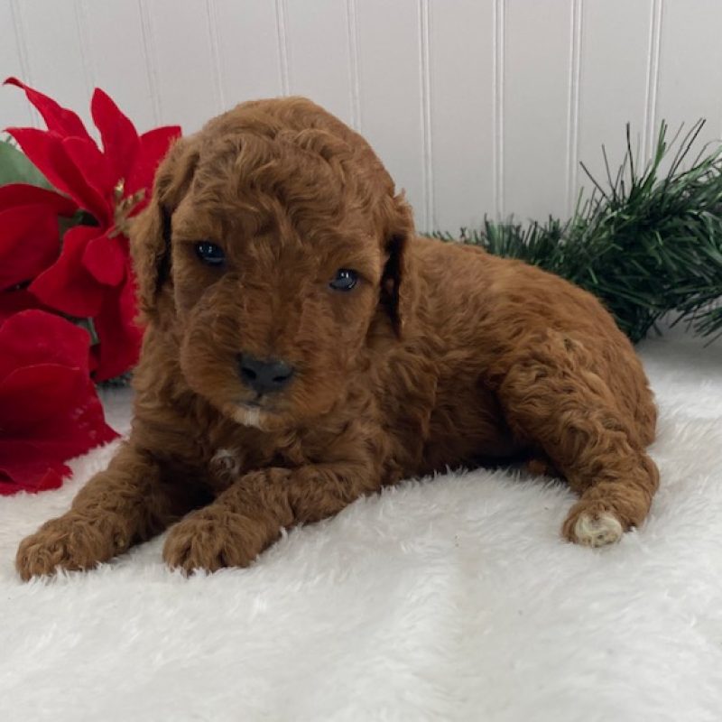 cavapoo f1b puppies for sale