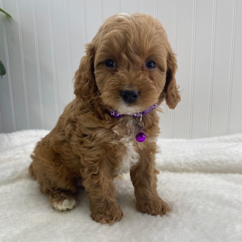 cavapoo near me