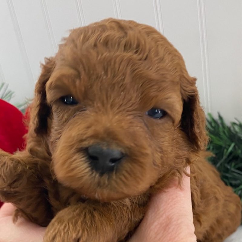 cavapoo puppies near me for sale