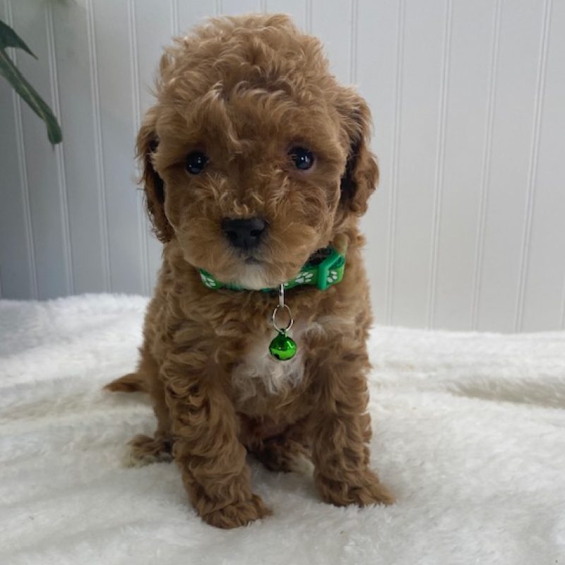 cavapoo puppies near me