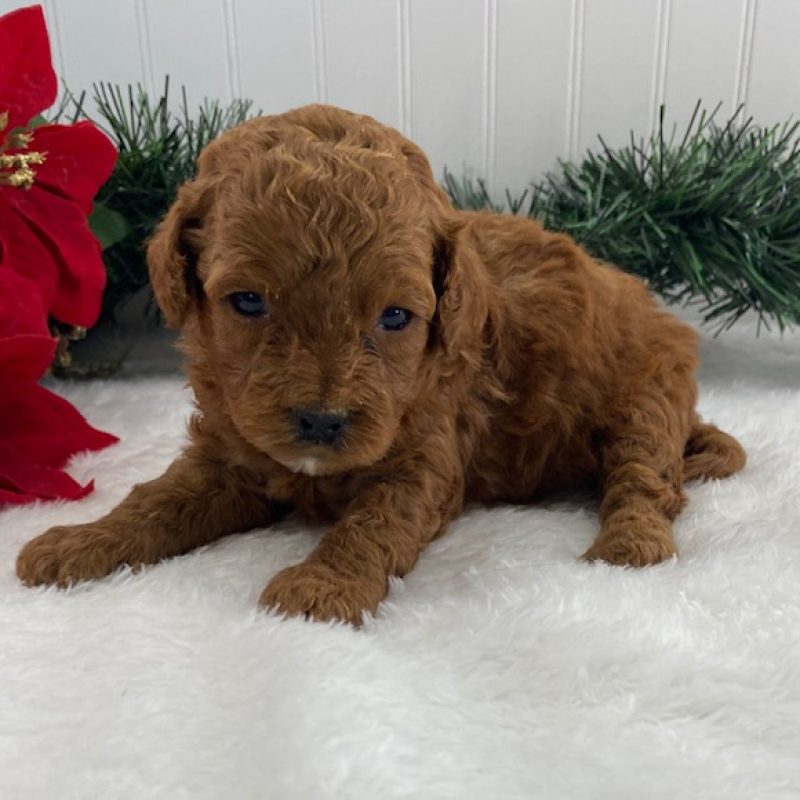 cavapoo puppies near me