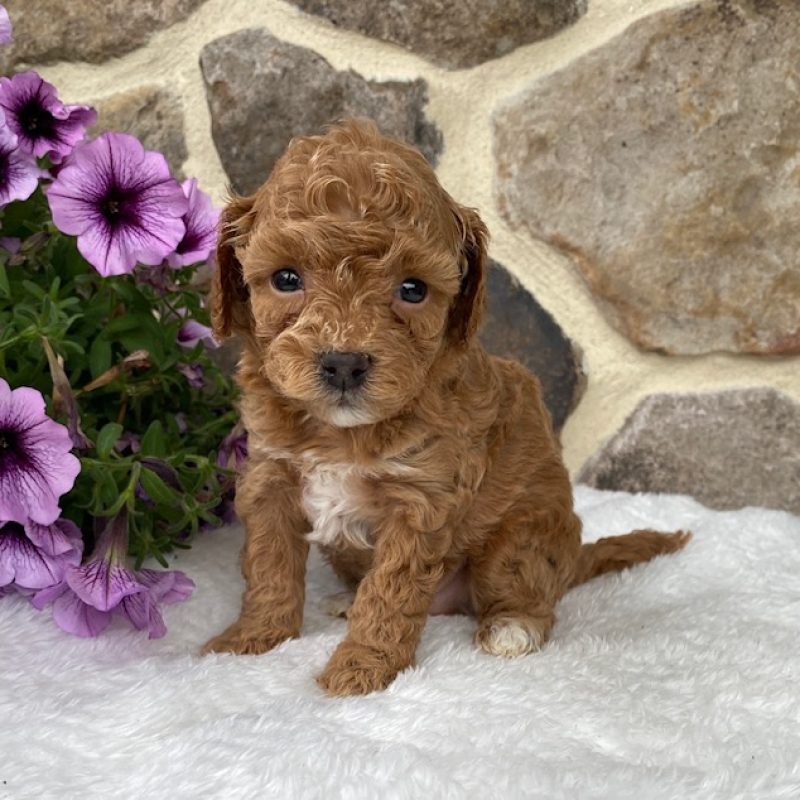 cavapoo puppies pa