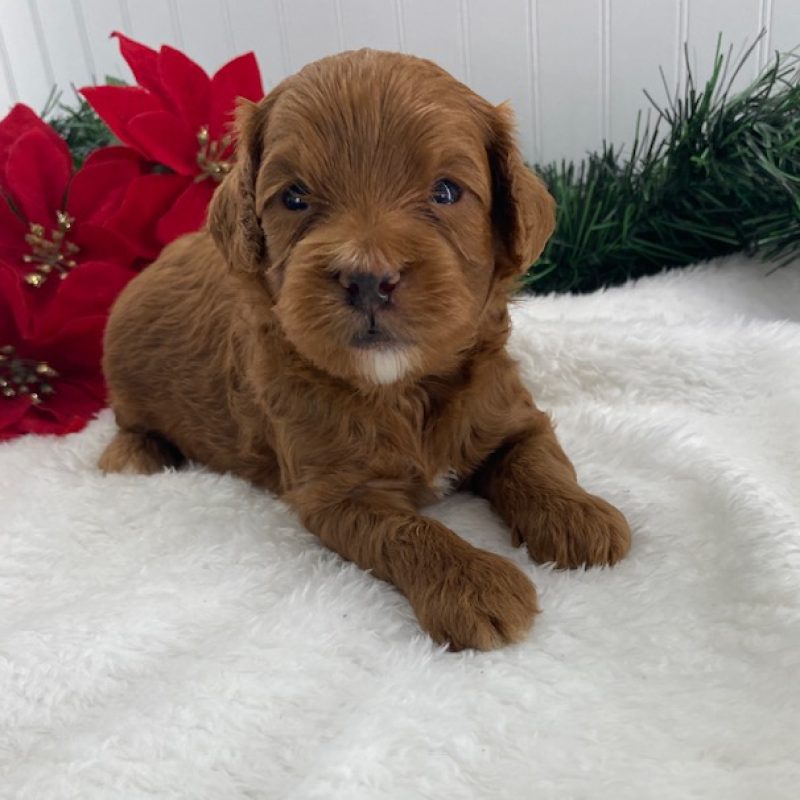 cavapoo puppies