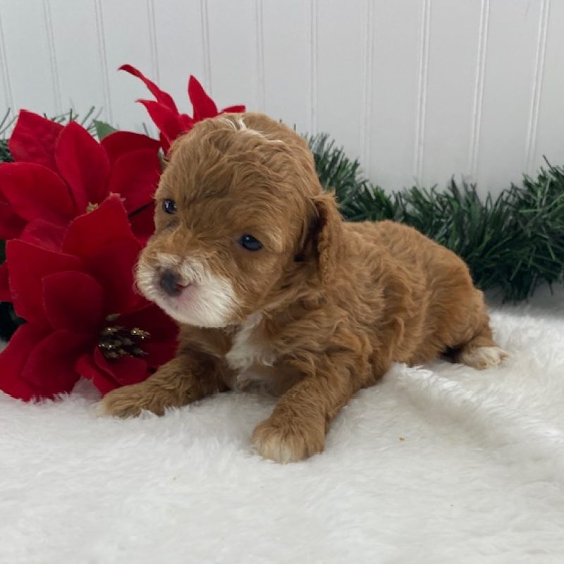 cavapoo puppy breeders