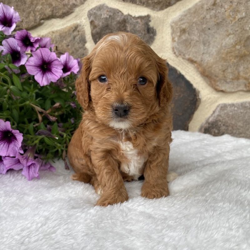 cavapoo puppy for sale