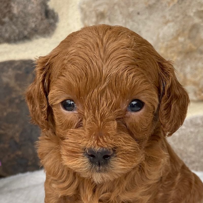 cavapoo puppy