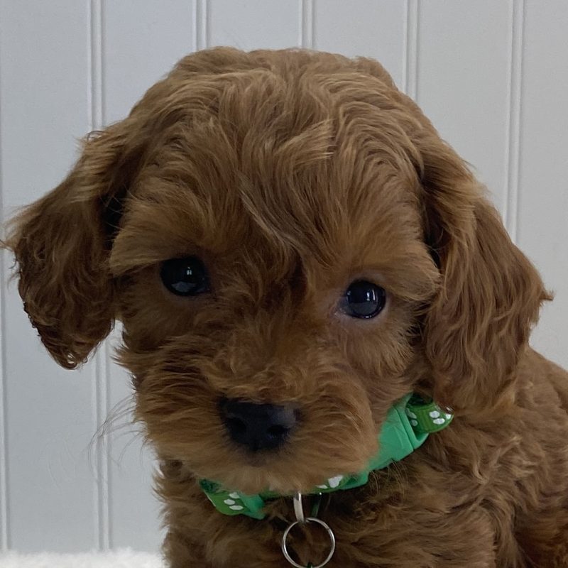 cavapoo puppy red