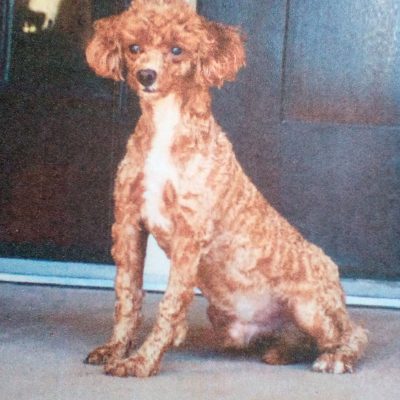 toy poodle dad