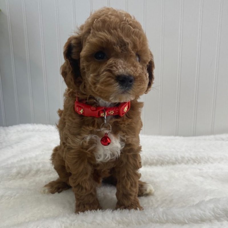 f1b cavapoo