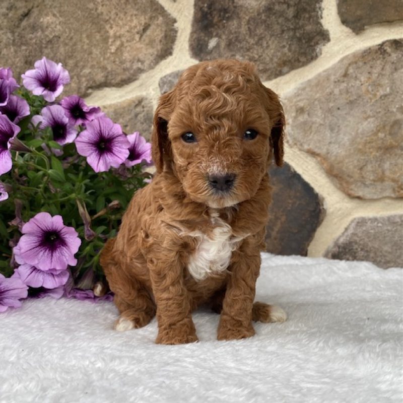 mini cavapoo puppies