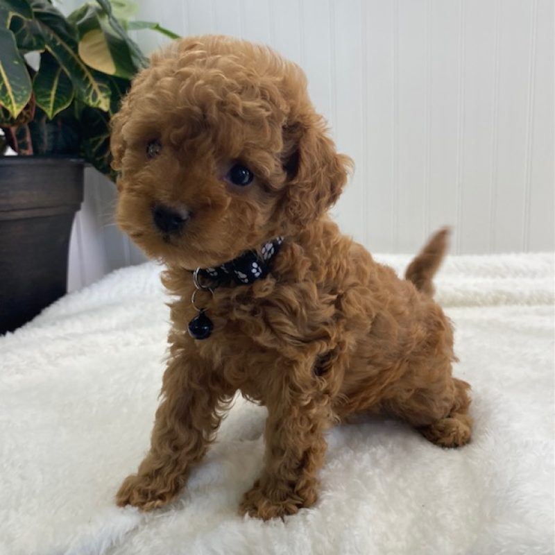 mini cavapoo