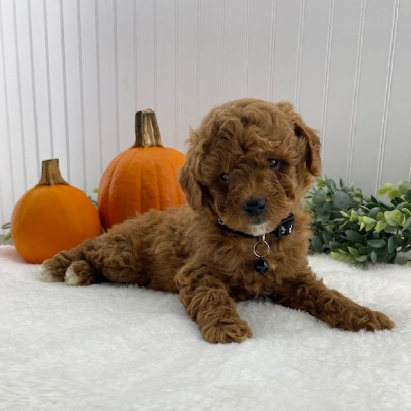 mini poodles for sale