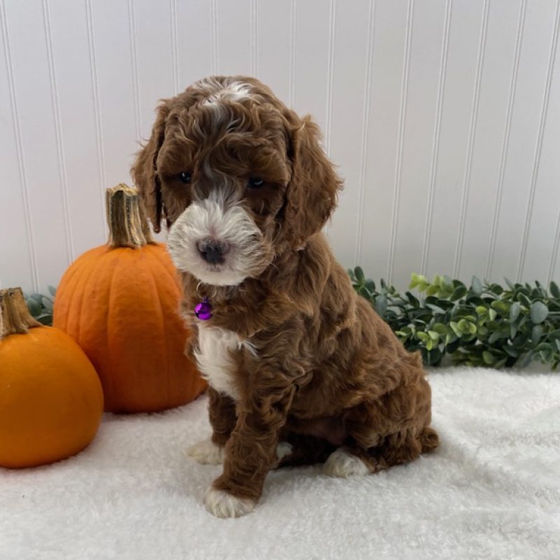 miniature poodle puppies near me