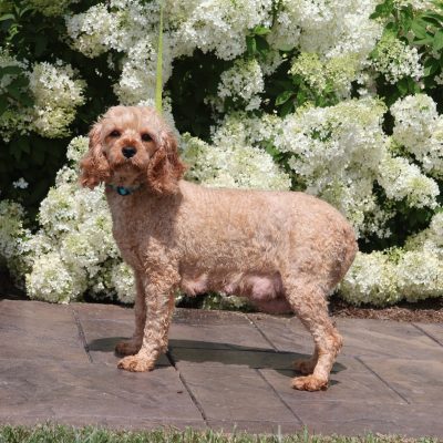 Cavapoo mom