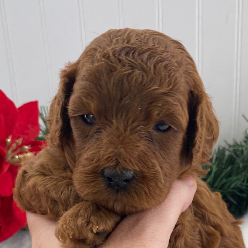 pictures of cavapoo puppies