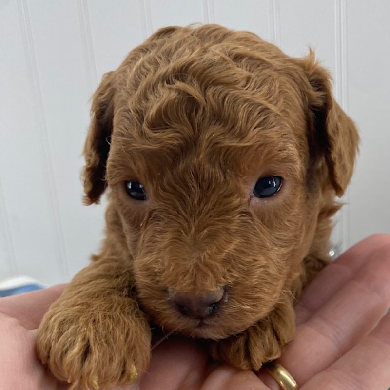 puppies for sale toy poodles