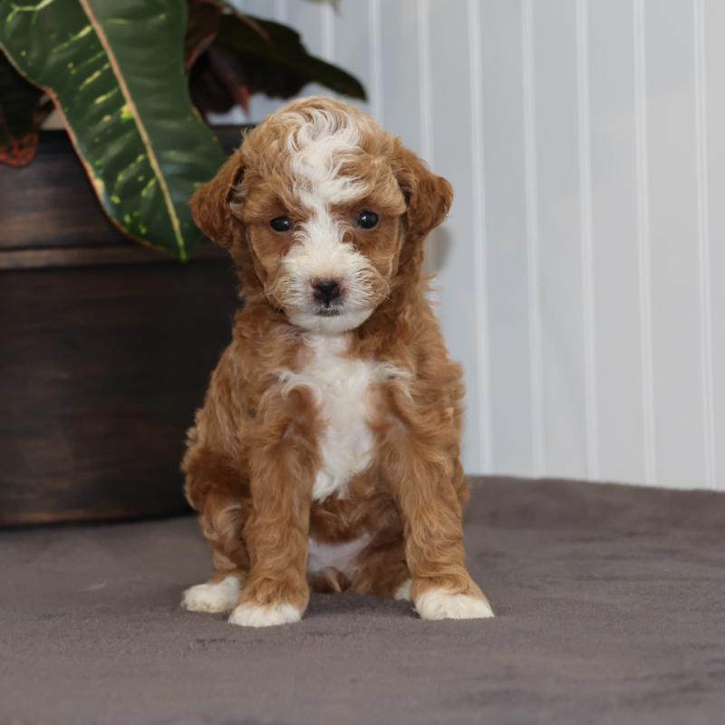red and white toy poodles