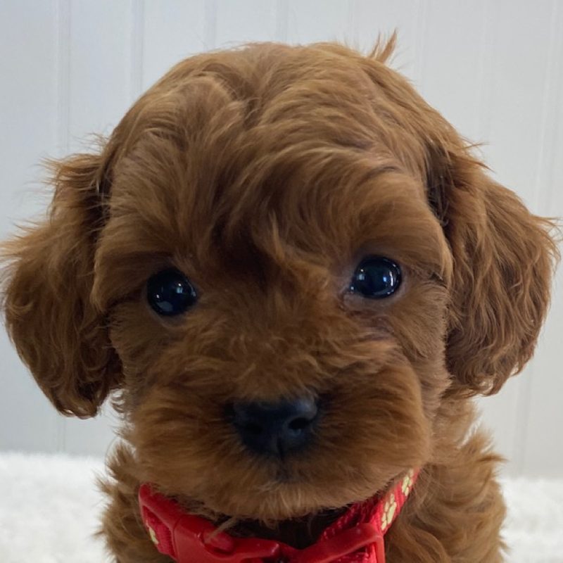 red cavapoo puppies