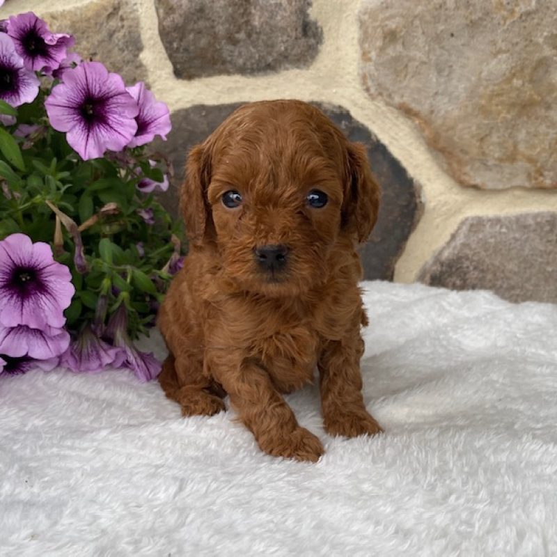 red cavapoo puppies