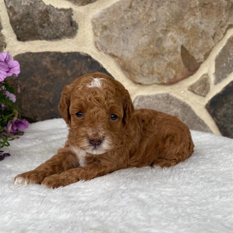 red toy poodle puppies