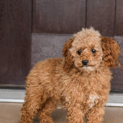 Sparky Toy Poodle parent