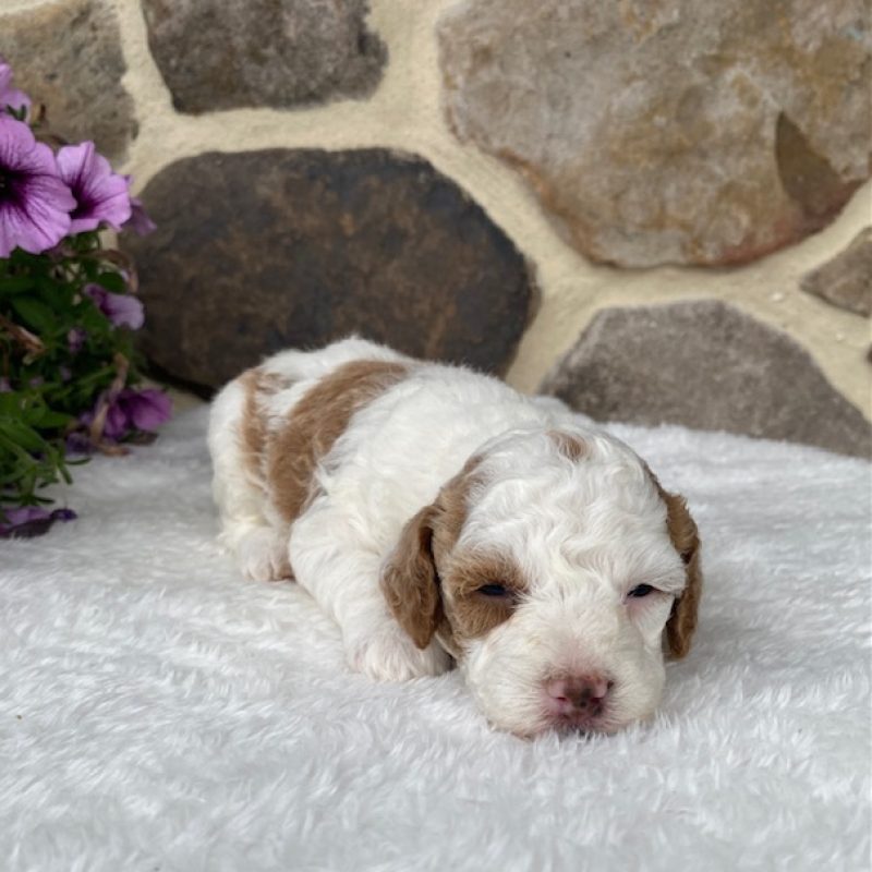 toy parti poodle