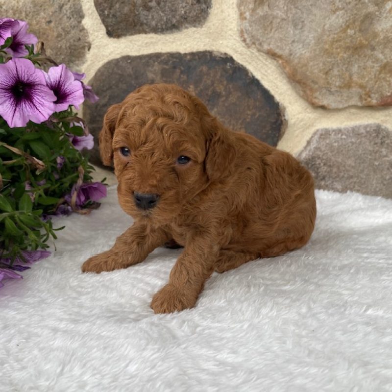 toy poodle breeders