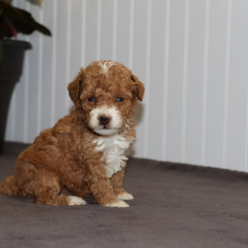 toy poodle near me