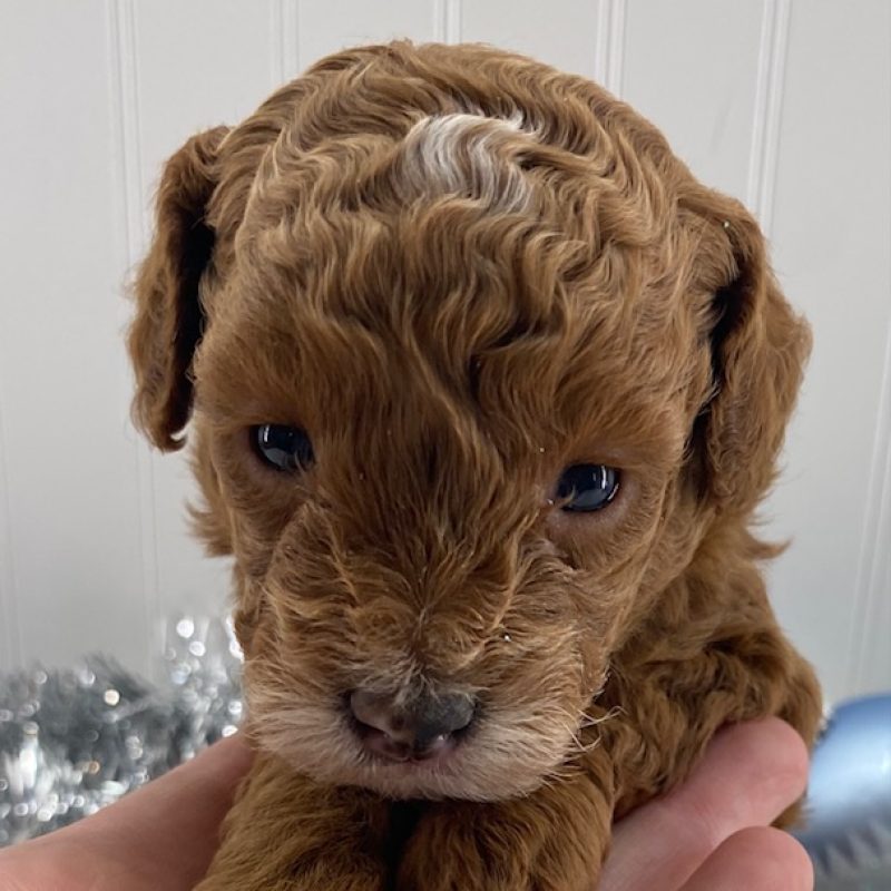 toy poodle puppies for adoption near me