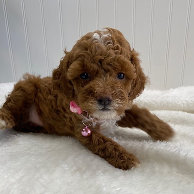 toy poodle puppies for sale